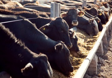 Embarcan cortes de primera calidad para Europa